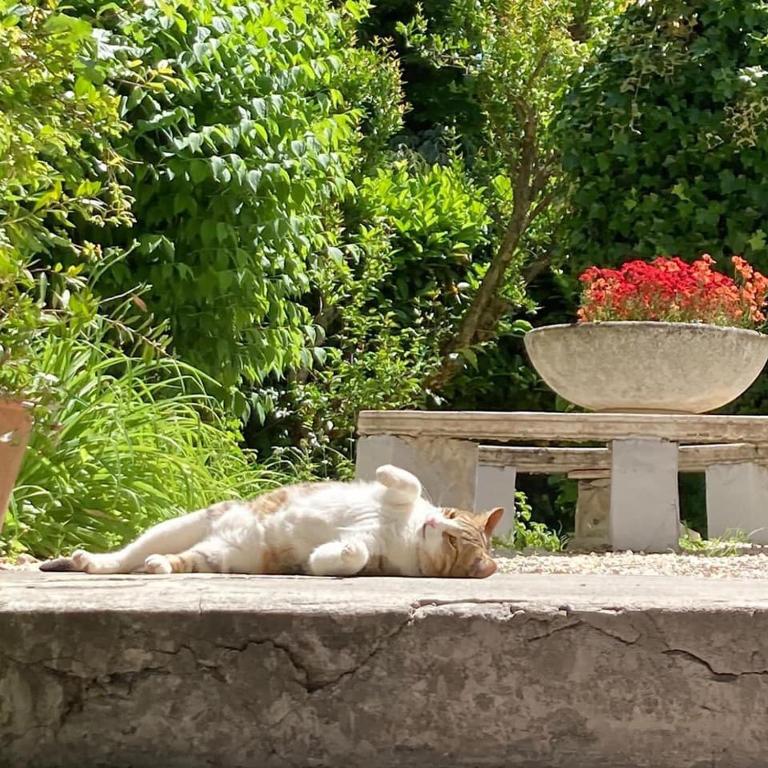 Il Giardino Nel Parco R&B kisállat-vendégei