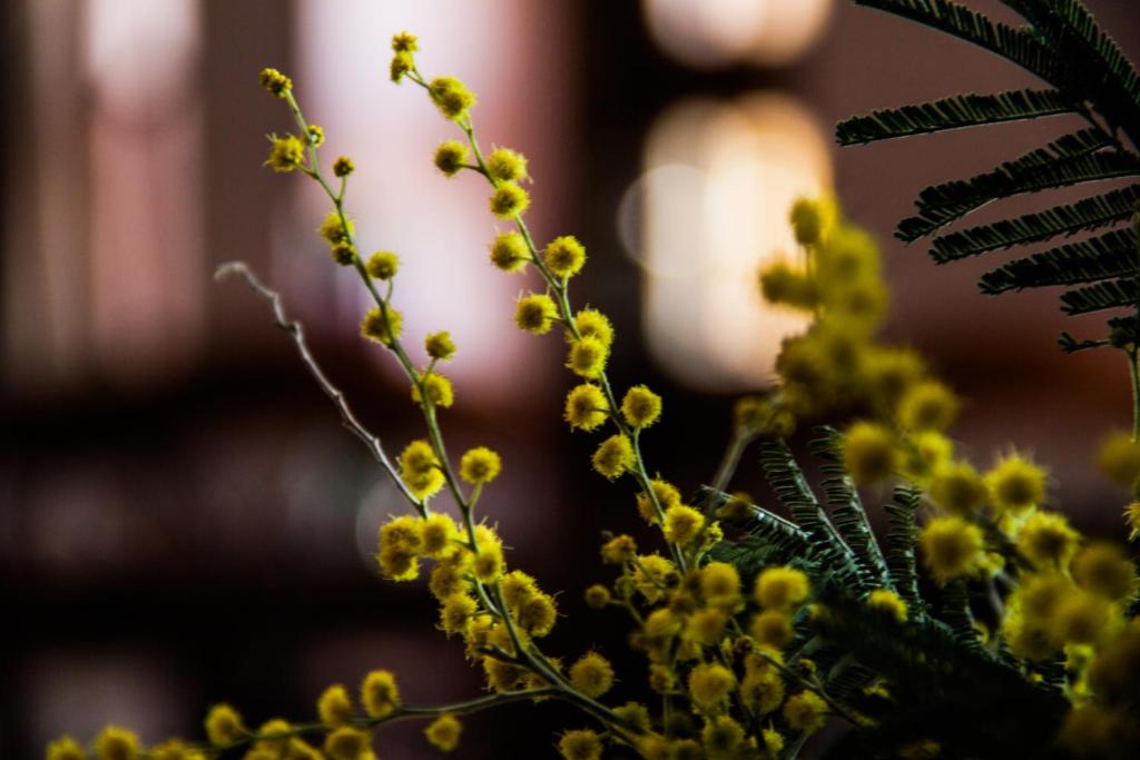 Fotografie z fotogalerie ubytování Hotel at Gomi 19 v destinaci Tbilisi City