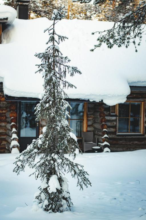 a snow covered pine tree in front of a house at Economy Lomailevi in Levi