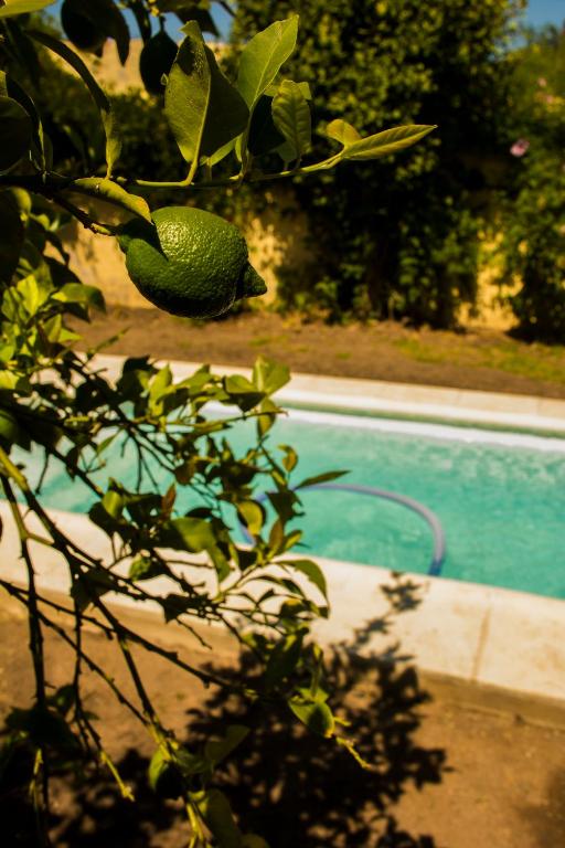 a plant with leaves next to a swimming pool at Casona Leyría Boutique in Azul