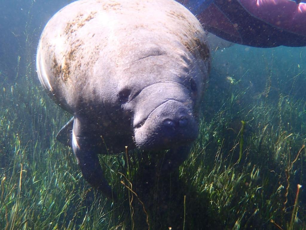 un hipopótamo nadando en la hierba en el agua en Sweet retreat in the springs NOT waterfront property en Homosassa