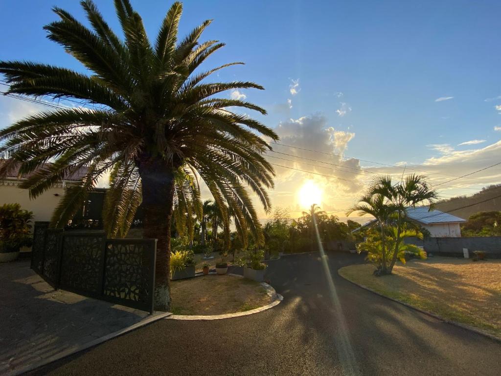 una palma in un vialetto con il tramonto sullo sfondo di Le Manacoël a Saint-Joseph