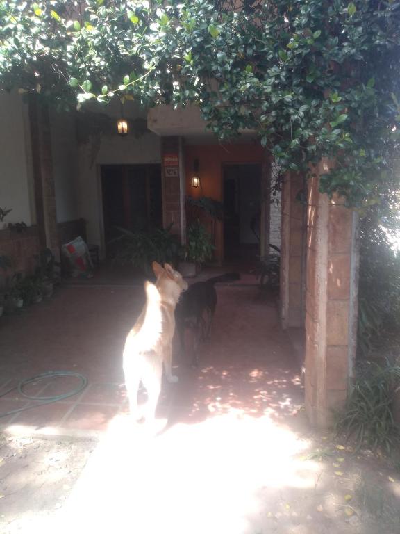 un gato sentado a la sombra bajo un árbol en Casaa bella en cba capital en Córdoba