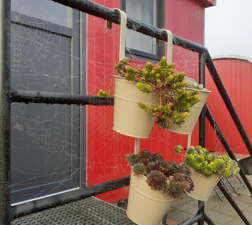 een groep potplanten op een balkon bij Schlafwagen Beachvolleyball in Xanten