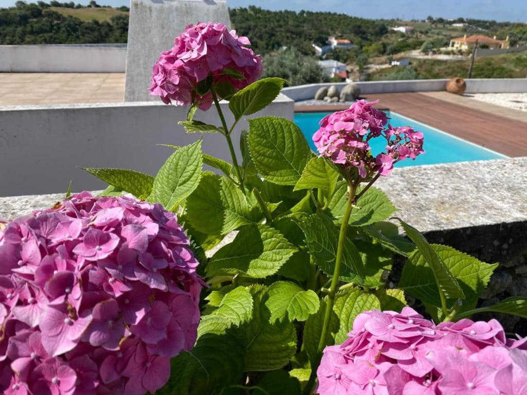 Casinha da Aldeia - country house with swimming pool في شنترين: حفنة من الزهور الأرجوانية أمام حمام السباحة