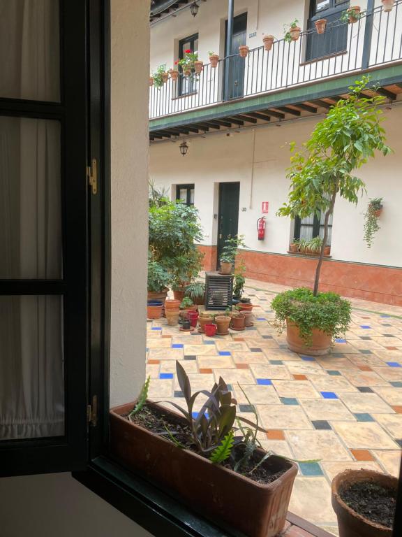 Vonkajšia záhrada v ubytovaní Apartament Alameda center