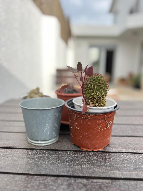 three potted plants sitting on top of a wooden table at IN-Cascais Suite Deluxe com pátio privado in Cascais