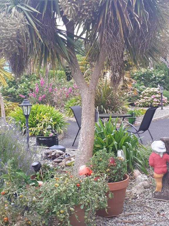 a garden with a palm tree and some plants at AvonLodge in Waterford