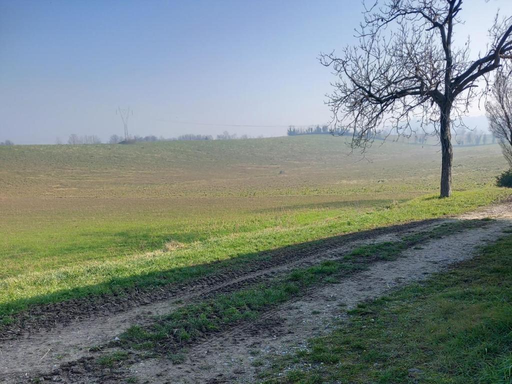 a dirt road in the middle of a field with a tree at B&B Porte Rosse in Solferino