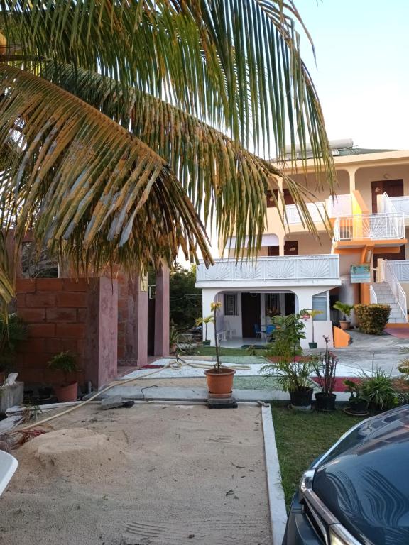 a palm tree in front of a house at Chez Janou (sci sijimad) in Sainte-Anne