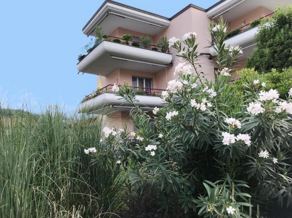 Sonnige 35 Zi-Ferienwohnung in Caslano في كاسلانو: مبنى وردي وامامه زهور بيضاء