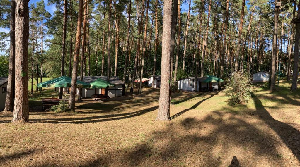 eine Gruppe von Zelten in einem Wald mit Bäumen in der Unterkunft Stanica Wodna Spychowo in Spychowo