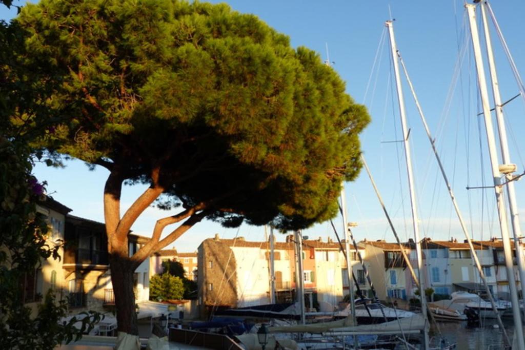 a tree in front of boats in a marina at Charming apartment overlooking the lake city in Grimaud