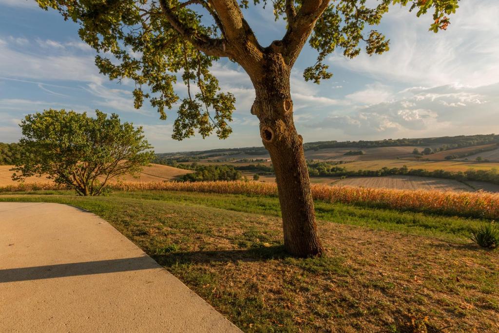 a tree in the grass next to a sidewalk at Mas des Coteaux - vue panoramique - piscine - babyfoot - pingpong - pétanque &amp; espace enfants à 1h de MONTAUBAN in Gramont