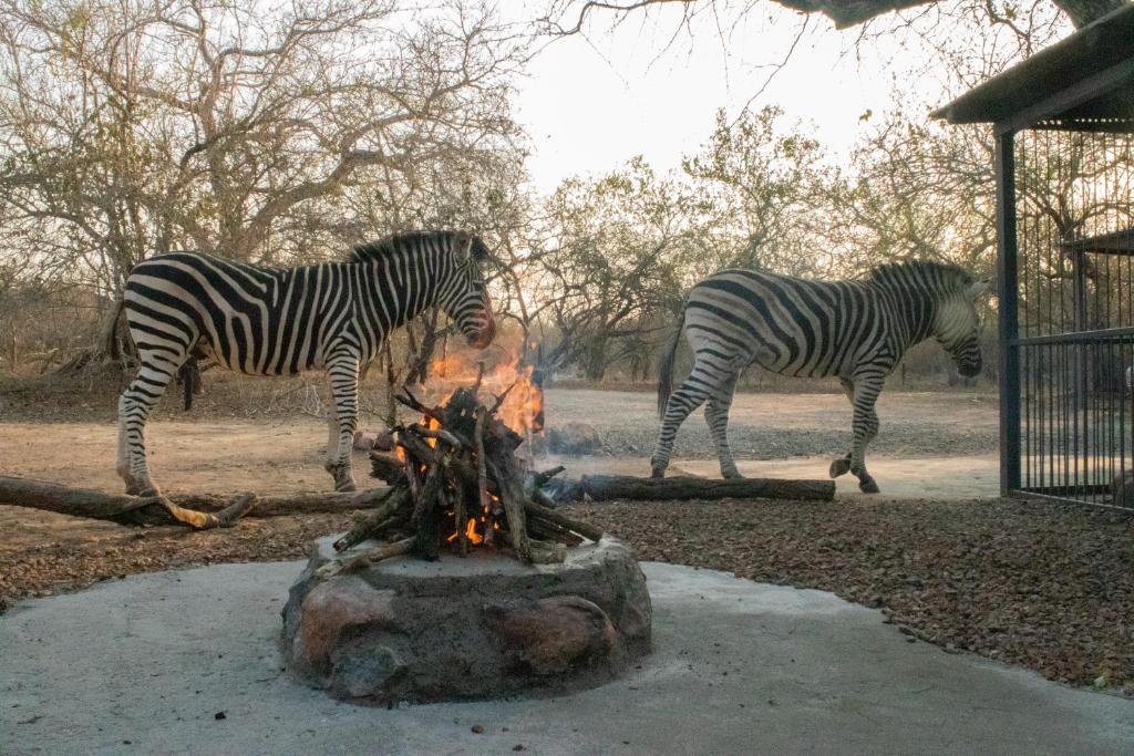 twee zebra's die naast een vuurplaats staan bij Hello Kruger Hideaway Cottage & Skilpad Studio in Marloth Park
