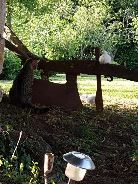 Vonkajšia záhrada v ubytovaní Les 3 tilleuls