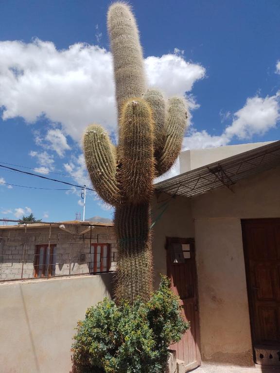 Casa del cardon