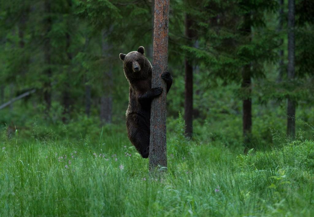 um urso parado ao lado de uma árvore em Bear Watching Hide of Alutaguse em Palasi