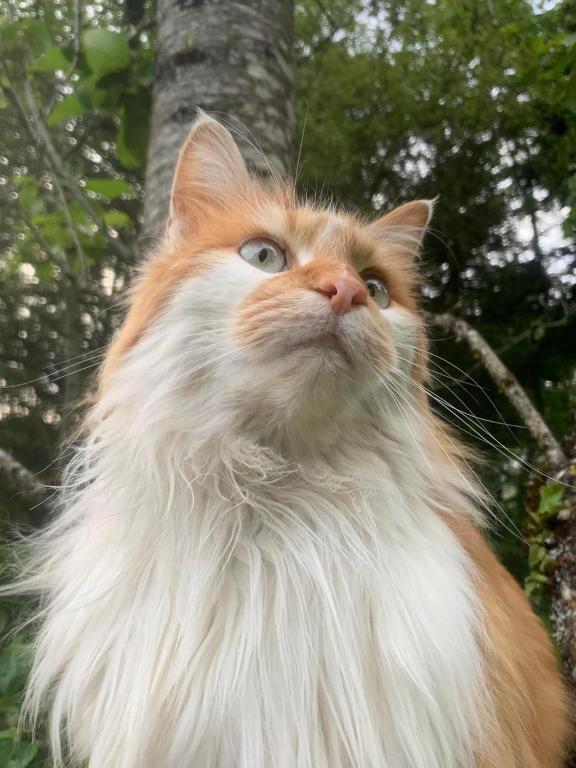 Domácí mazlíčci ubytovaní s hosty v ubytování Gîte La Valette d'Aurore - animaux bienvenus