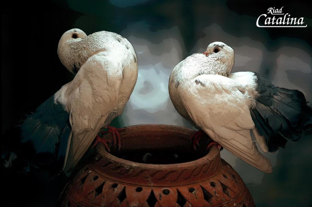 Fotografie z fotogalerie ubytování Riad Catalina v Marrákéši
