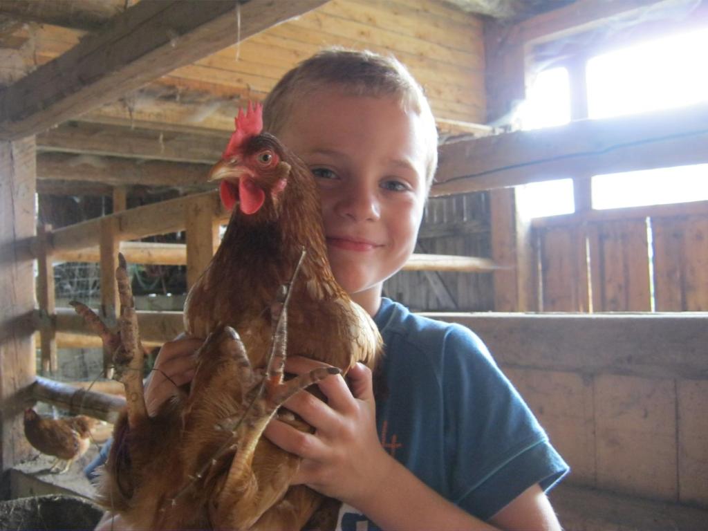 Zvířata v farmy nebo okolí
