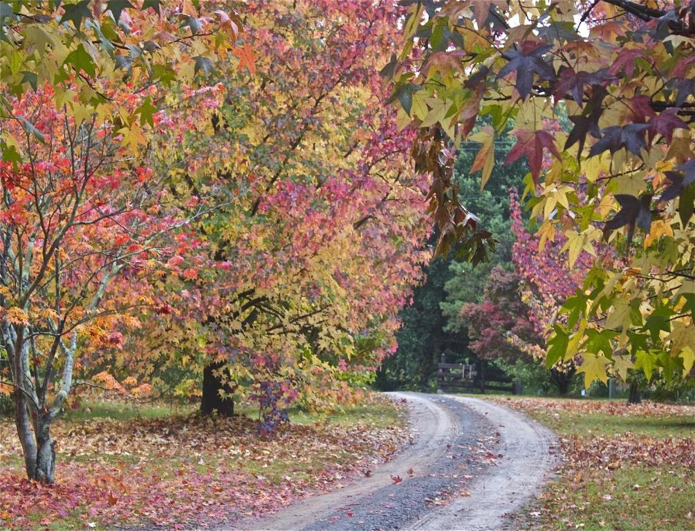 un chemin de terre avec des arbres colorés dans l'établissement Rustic Spirit, à Bilpin