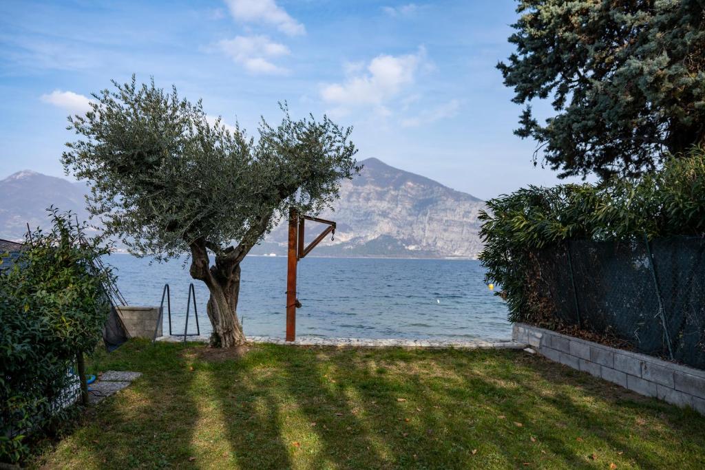 a tree in the grass next to a body of water at ISEO CHARME VILLAS in Iseo