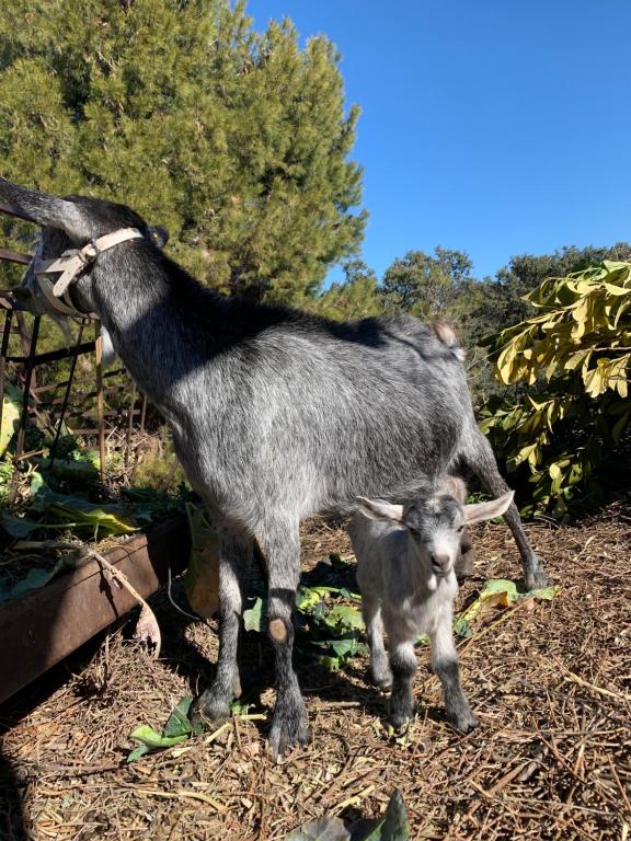 Domácí mazlíčci ubytovaní s hosty v ubytování Cabañas Cortijo el Helao