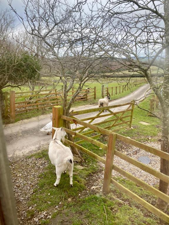 Domácí mazlíčci ubytovaní s hosty v ubytování Lowgingerfield Shepherd Hut