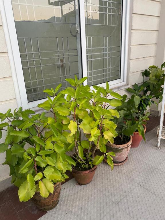 Garður fyrir utan Pokhara Eco Friendly Home
