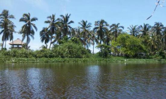 una masa de agua con palmeras en el fondo en Casa Jeymar, en Coyuca