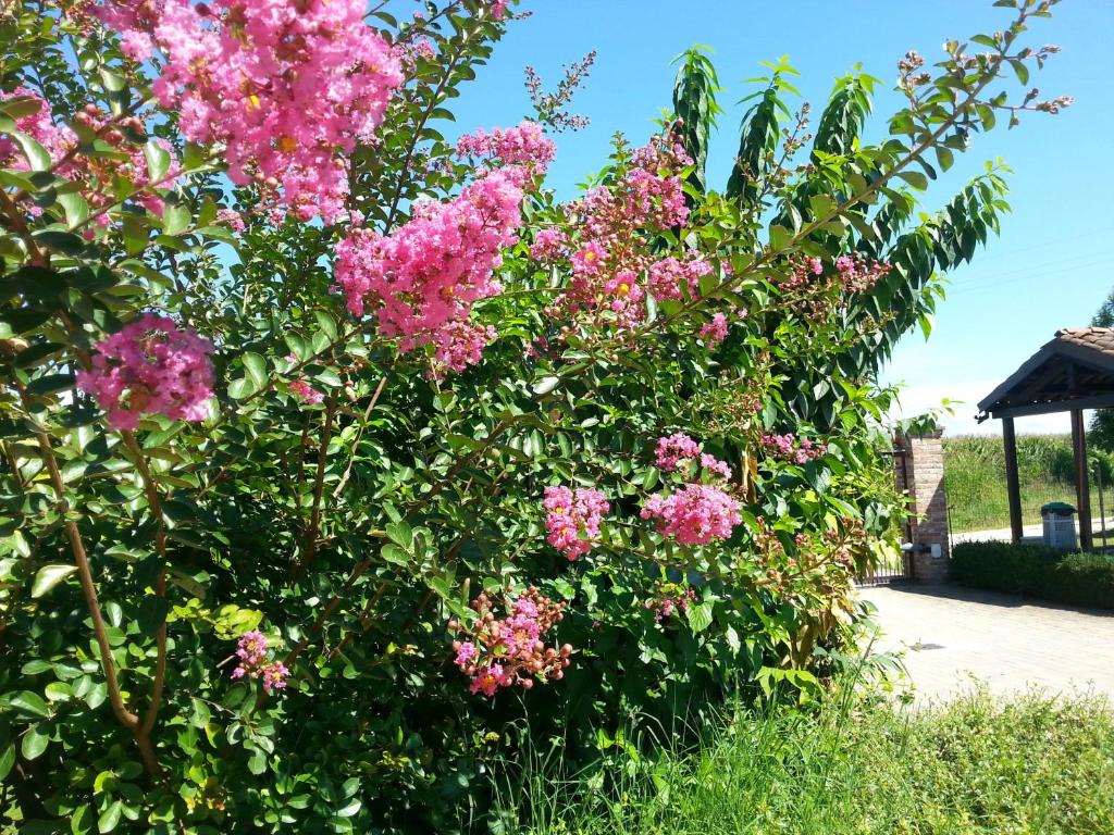 A garden outside B&B Bertaina Mauro