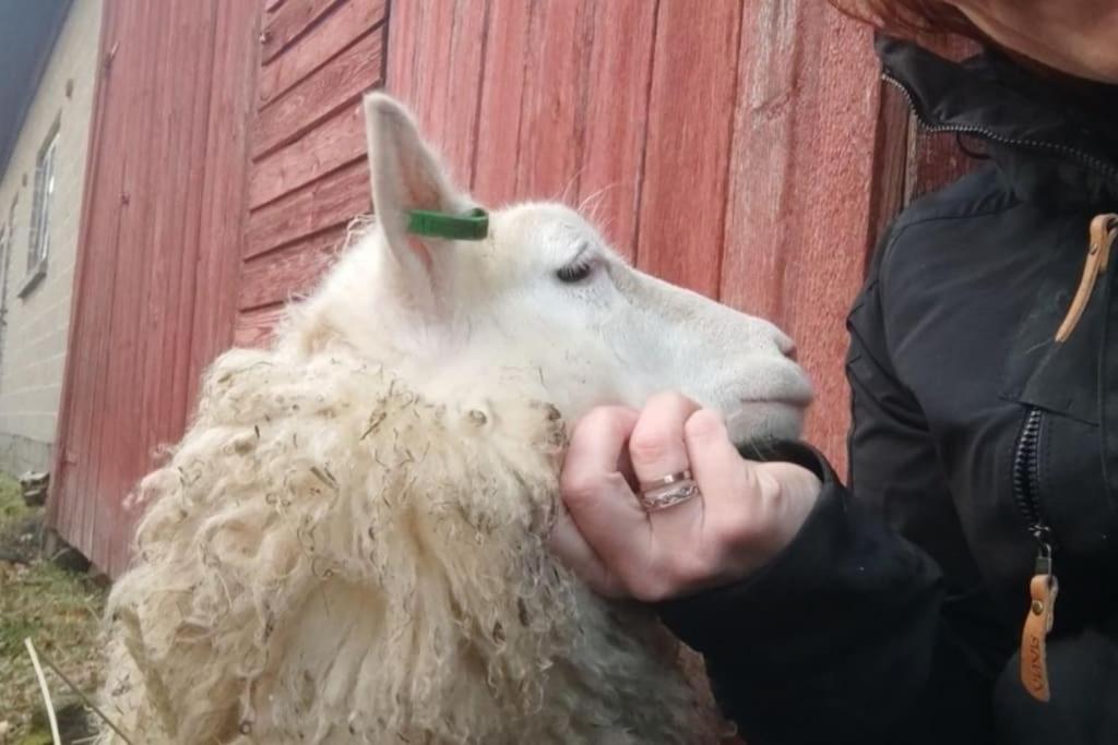 a person holding a sheep with a green horn at Mökki Kainula in Veteli