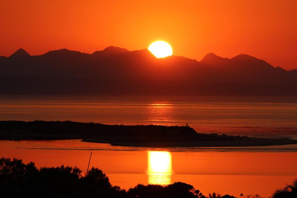16 Laridae - Image 31