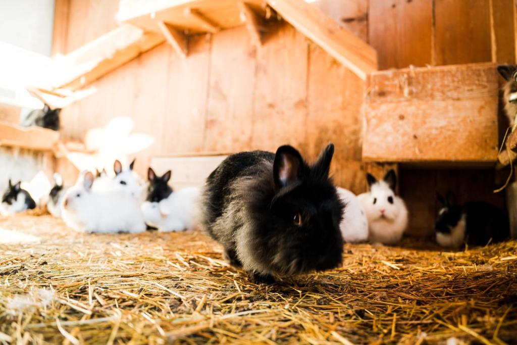 Altri animali domestici presso lo chalet o nei dintorni