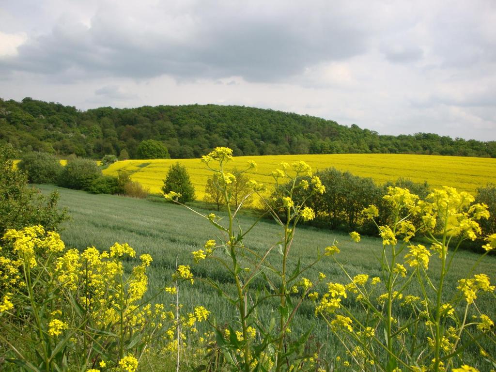 a field with yellow flowers in the foreground at Ferienbauernhof Neumühle in Gappenach