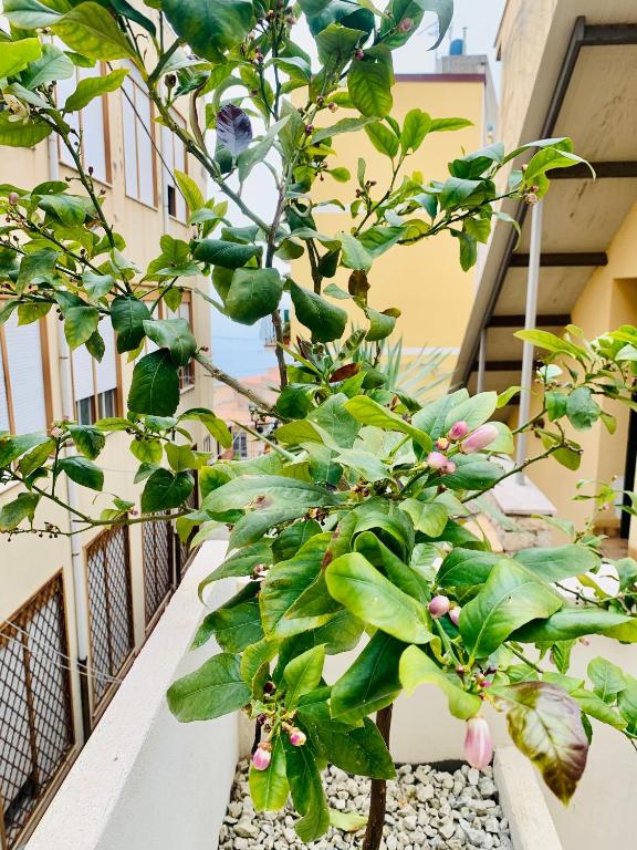 Bed and Breakfast Arco dei cappuccini - 18