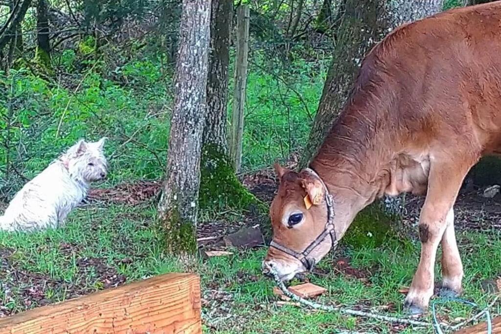 Zvieratá v luxusnom stane alebo blízkom okolí