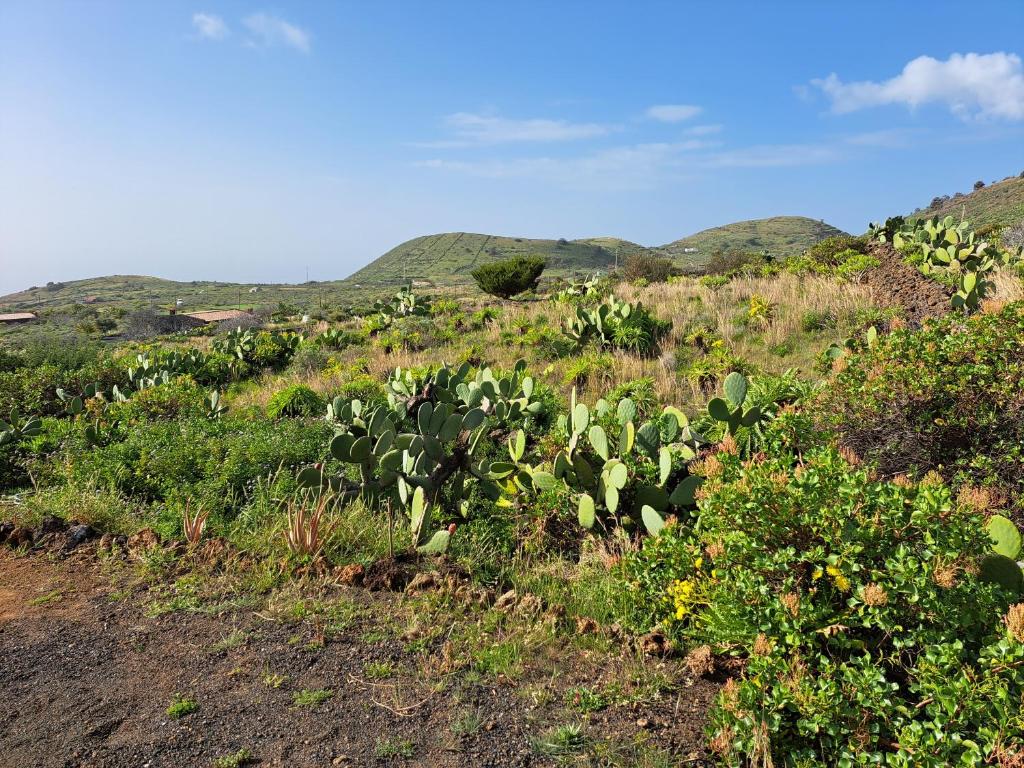 a field with plants and mountains in the background at Las casitas de Pao in El Pinar del Hierro