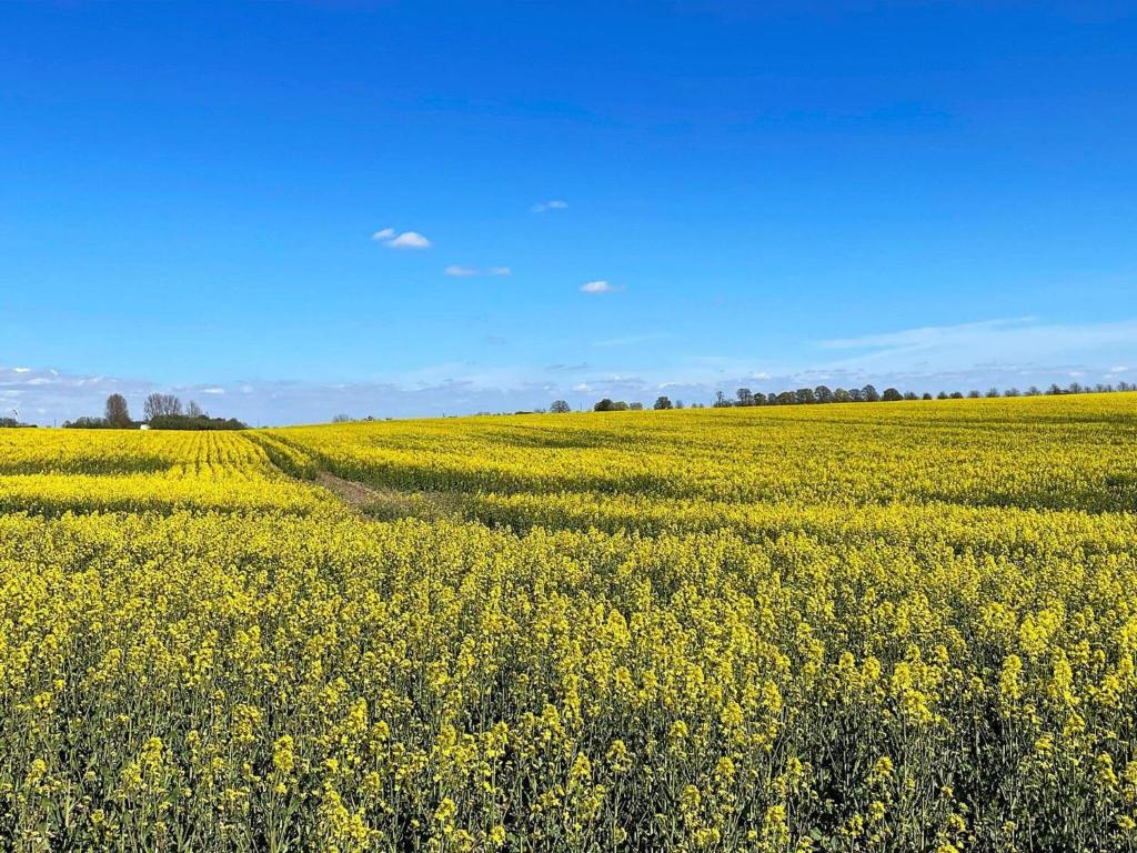 a yellow rapeseed field with a road in the middle at Holiday home Löderup V in Löderup
