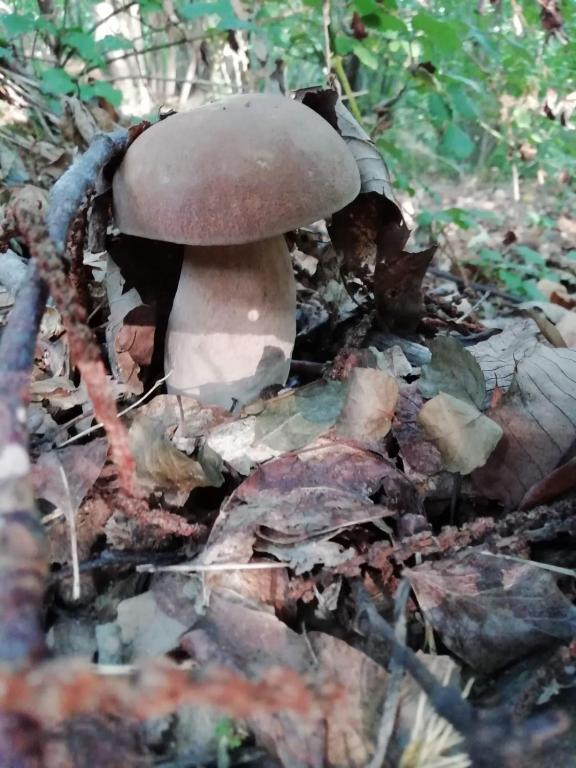 Fotografia z galérie ubytovania Agriturismo LA VECCHIA CASCINA v destinácii Filattiera