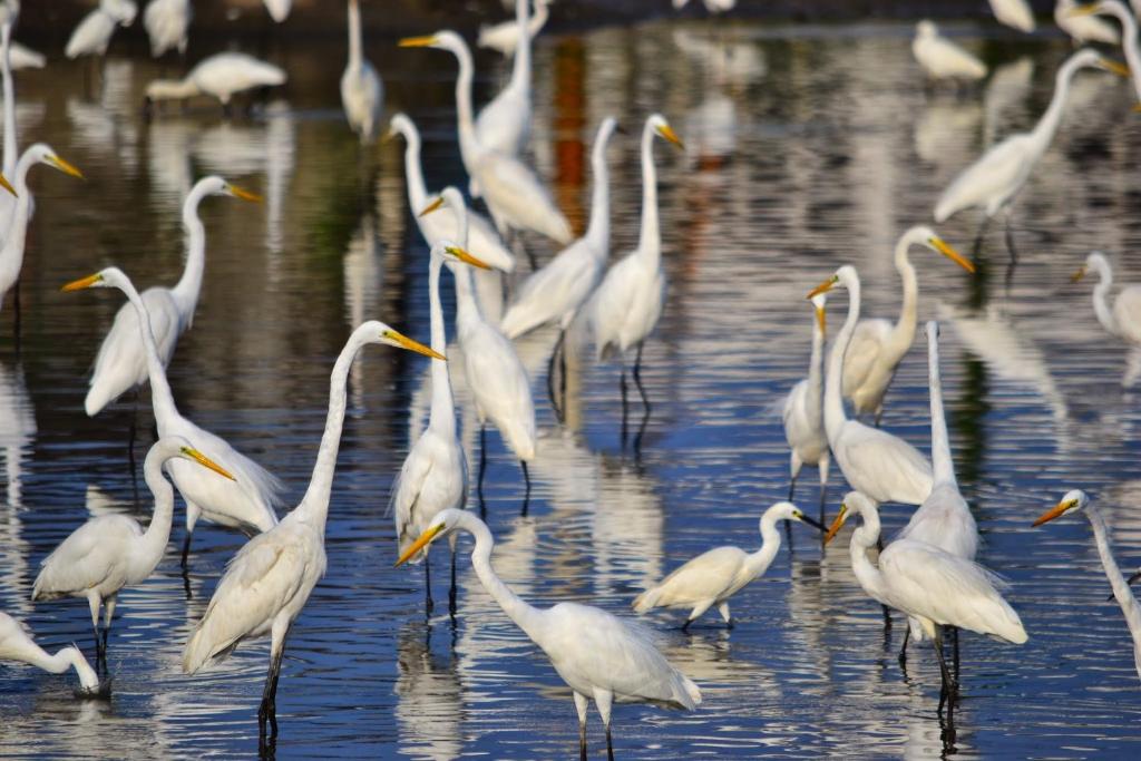 a flock of white birds standing in the water at He Tian Ju Villa in Jiaoxi