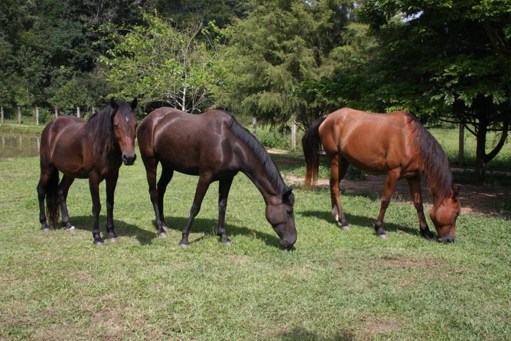  Pousada Ribeirão do Ouro