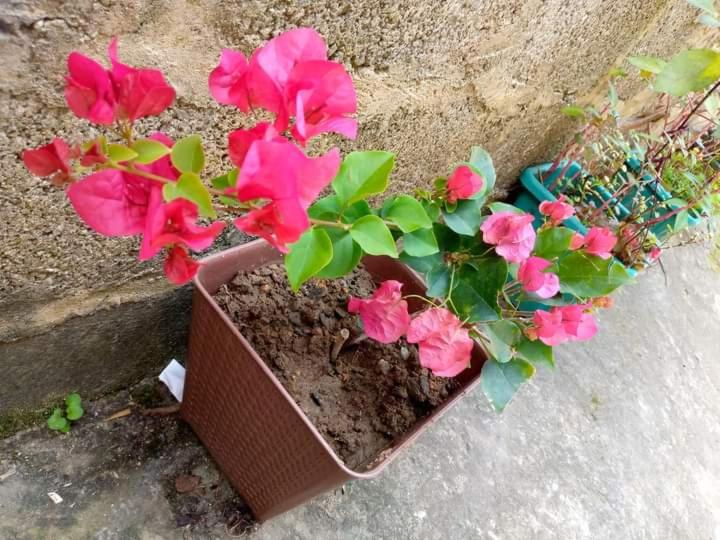 Zahrada ubytování ASK Homestay