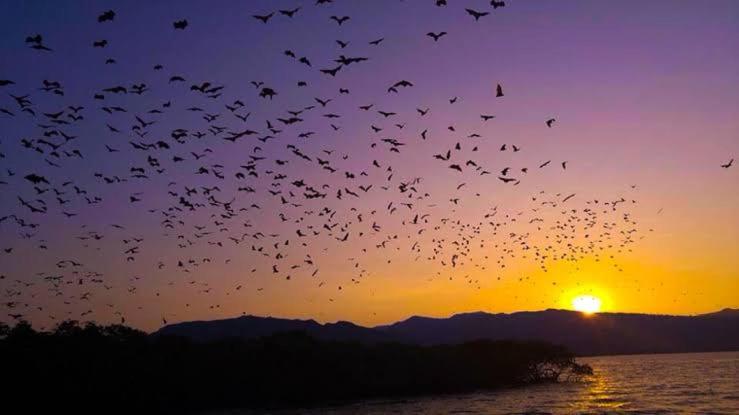 una bandada de aves volando sobre el agua al atardecer en sharing trip Komodo, en Nggorang