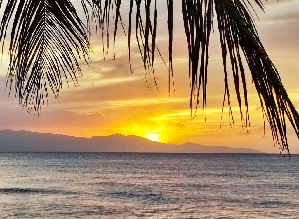 una puesta de sol sobre el océano con una palmera en Coco et Canne, en Port-Louis