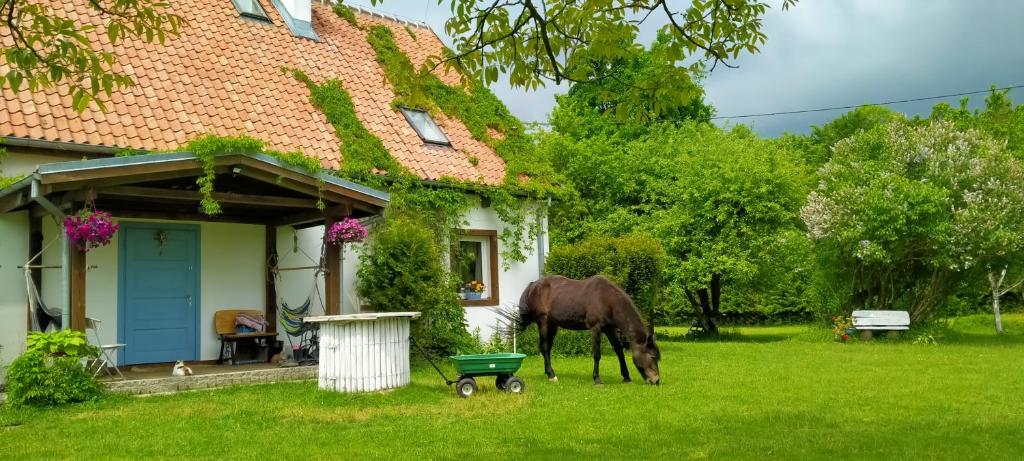 a horse grazing in the grass in front of a house at Apartamenty na wsi Horses&Relax in Młynary