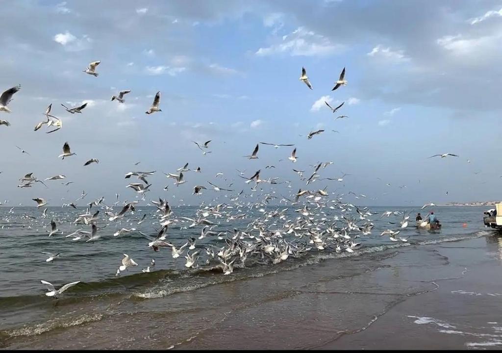 Muscat Homestay & Hospitality في مسقط: سرب من الطيور تطير فوق المحيط