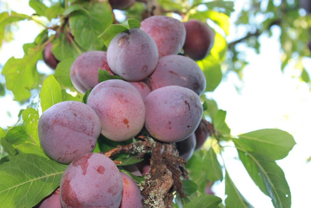 Lakeview Small Studio - Resim 32