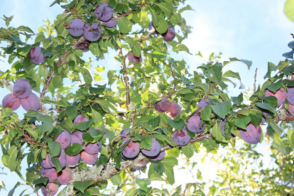 Lakeview Small Studio - Resim 30